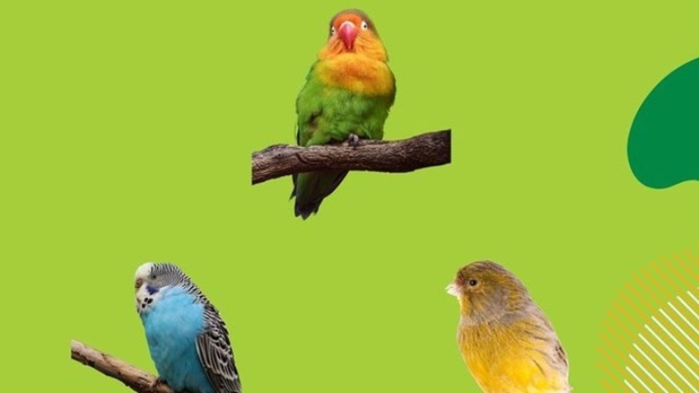 Hati-hati! 10 Tanaman Hias Ini Berbahaya Bagi Burung Peliharaanmu