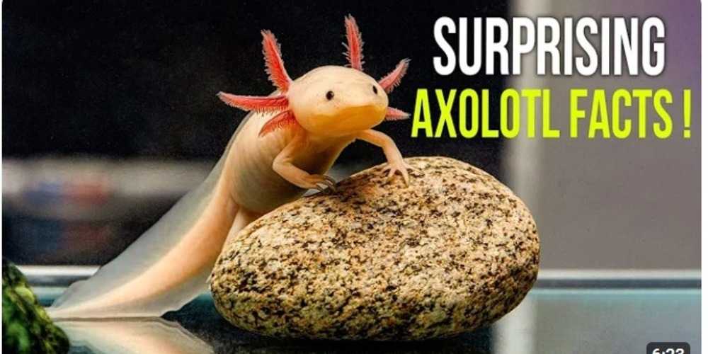 Mengungkap Keunikan Axolotl, Hewan Ajaib yang Membuat Dunia Terkesima