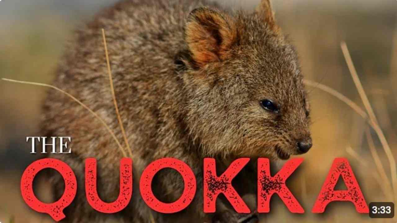 Senyum Terus! Quokka, Hewan Australia yang Viral karena Bahagianya