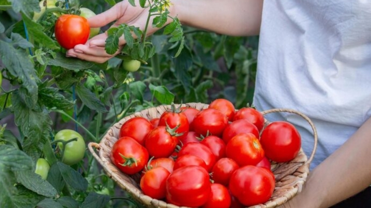 Rahasia Tomat untuk Jantung Sehat dan Tekanan Darah Stabil
