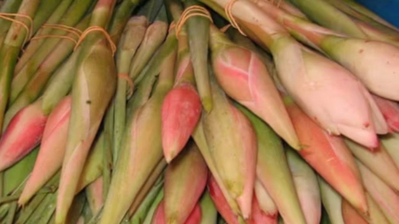 Kecombrang Kaya Antioksidan, Bantu Tangkal Radikal Bebas dan Cegah Penyakit Kronis