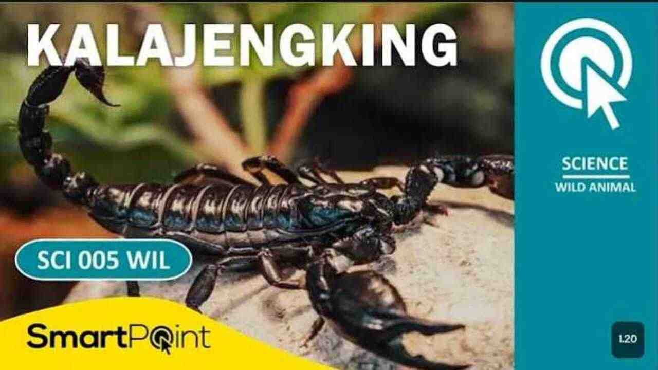 Ketahui 5 Fakta Menarik Seputar Kalajengking