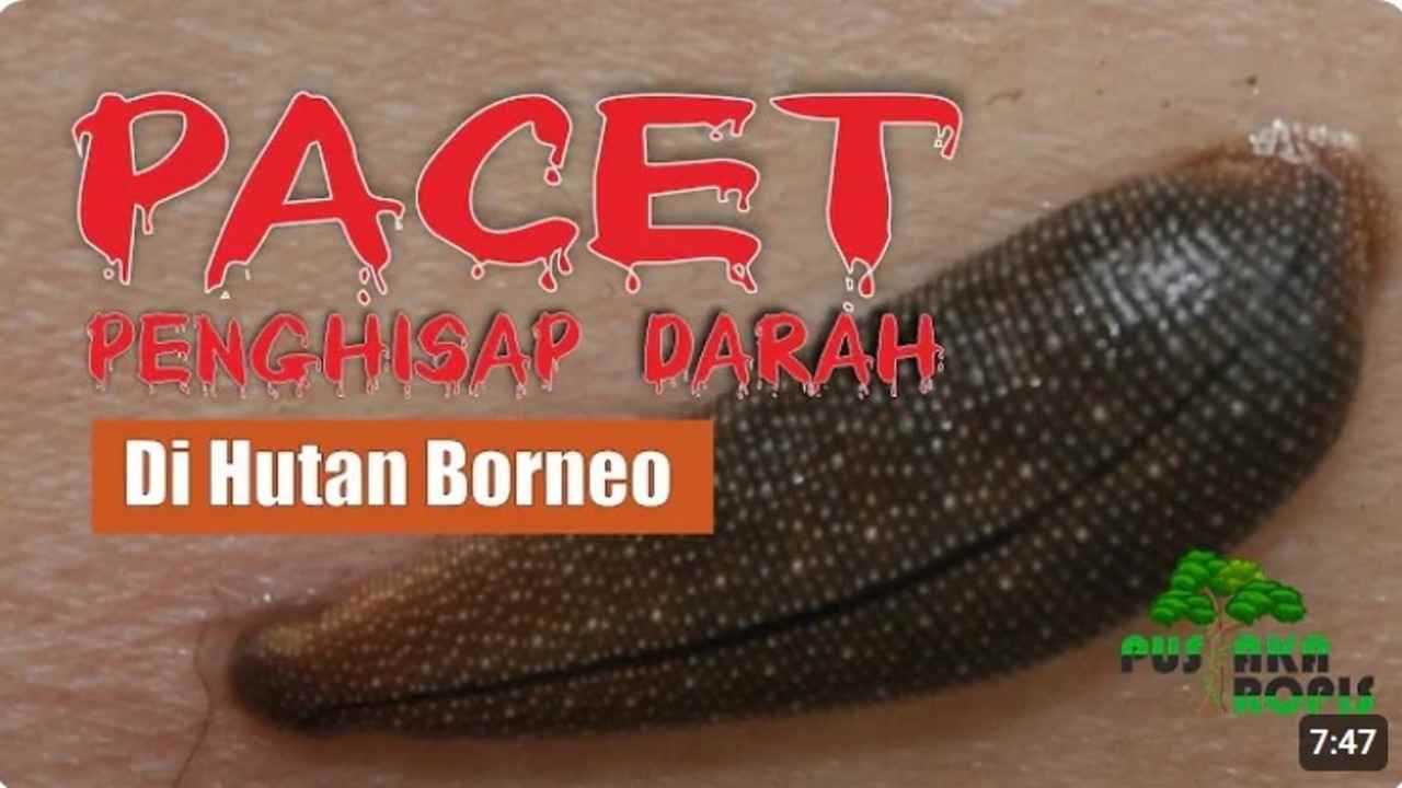 Pacet vs Lintah, Siapa yang Sebenarnya Penghisap Darah yang Lebih Menyeramkan?