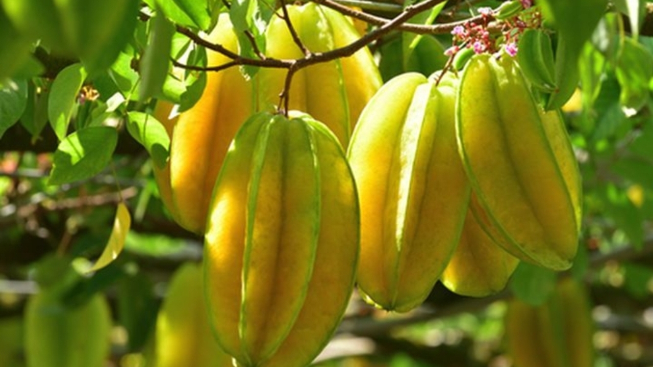 Jarang Disadari! Belimbing Bisa Bantu Turunkan Kolesterol dan Jaga Imunitas