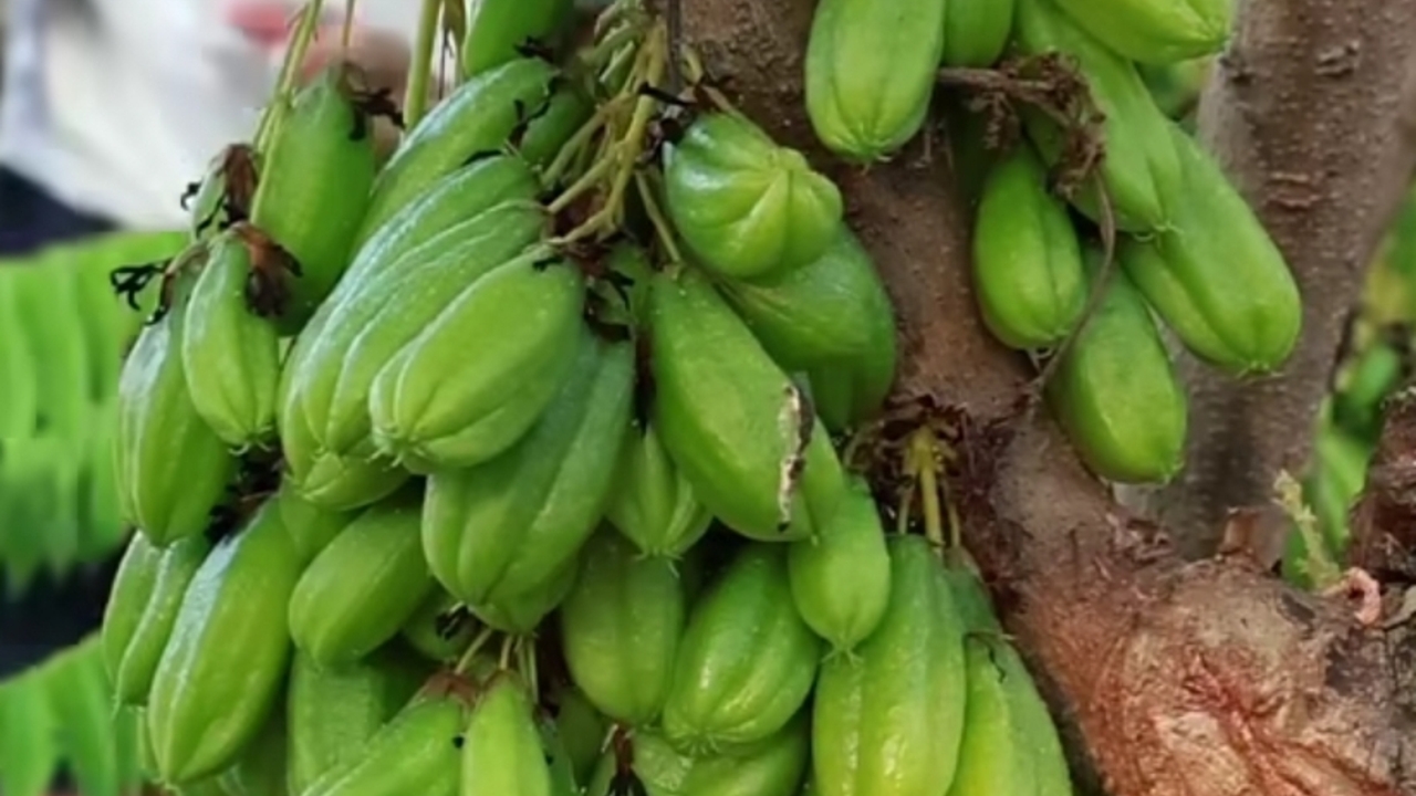 Manfaat Belimbing Wuluh untuk Kesehatan, Si Asam Kecil dengan Khasiat Besar