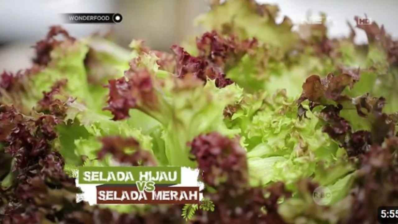 Selada Hijau vs Merah Lebih dari Sekadar Warna, Ini Faktanya!