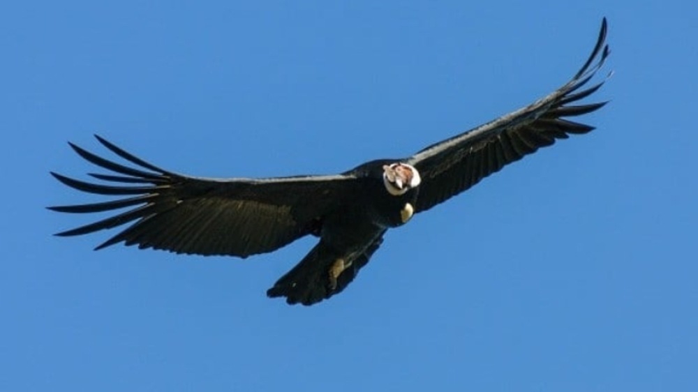 Mengenal Lebih Dekat Burung Kondor Andes Yang Hampir Punah