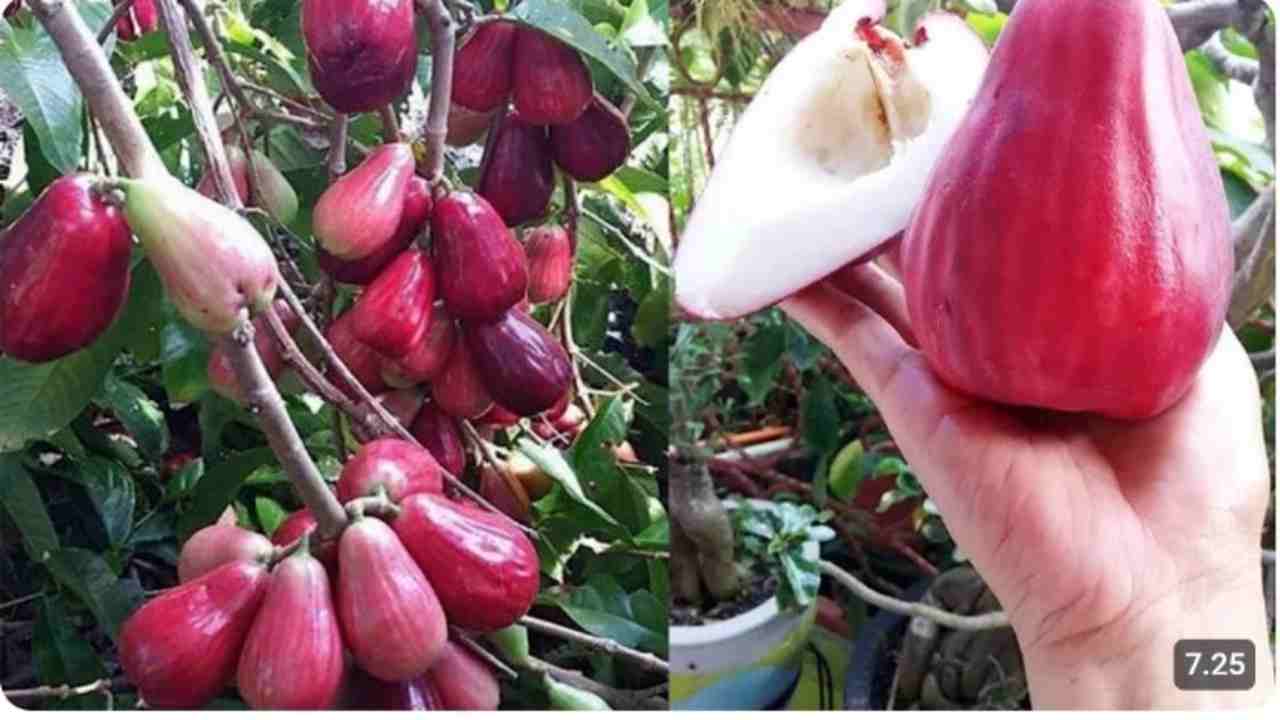 Ingin Jambu Bol Jamaica Berbuah Cepat dan Banyak? Coba Tips Ini!