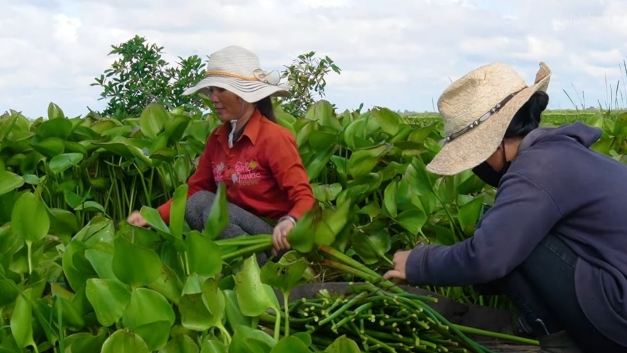 Dari Gulma Jadi Berkah: Eceng Gondok Disulap Jadi Sumber Ekonomi di Kamboja