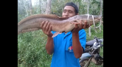 Pancingan Nyaris Patah, Ikan Lele 8 Kg Hebohkan Pemancing