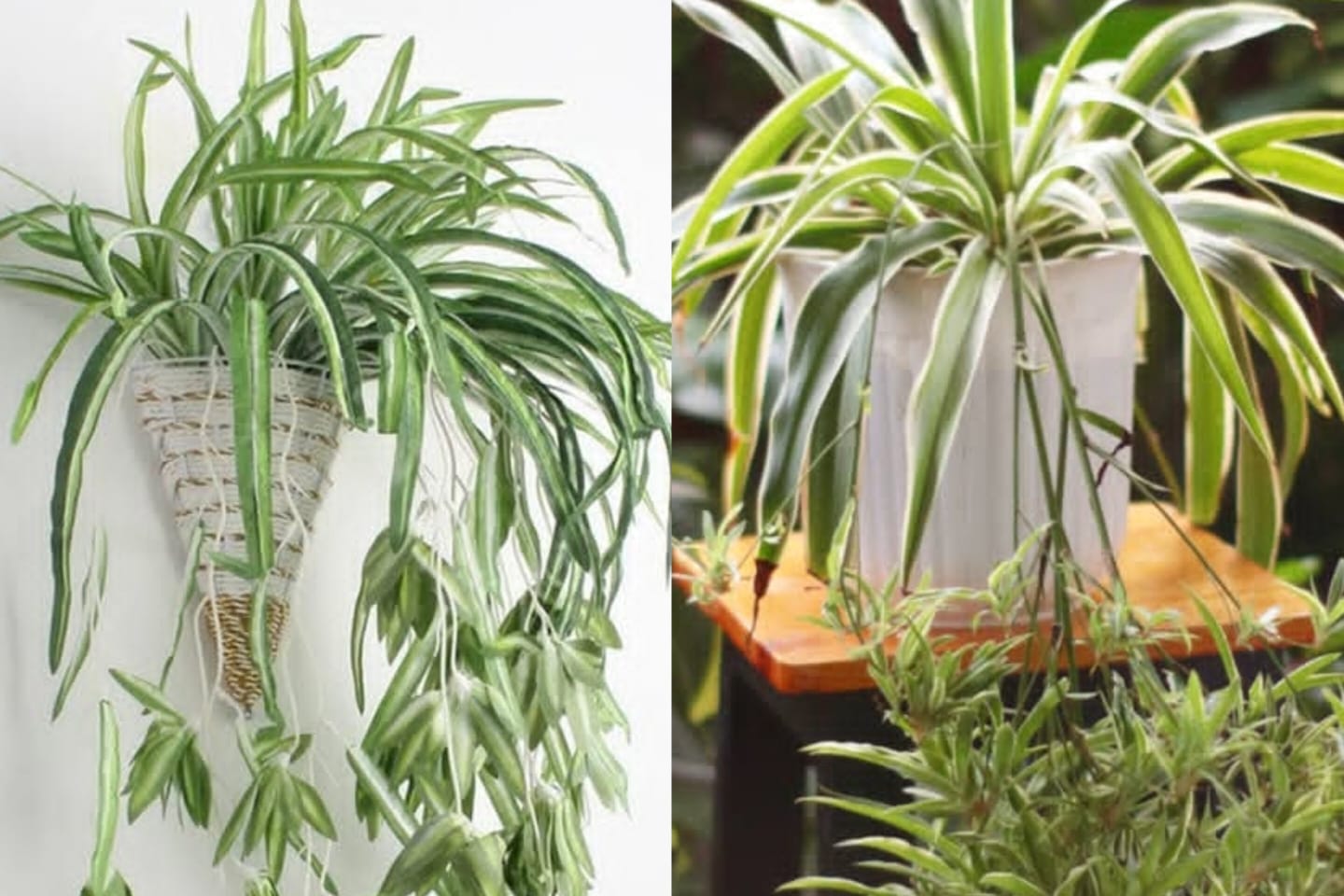 Chlorophytum comosum Jadi Tren Dekorasi Indoor, Tanaman Laba-Laba Cantik dan Mudah Dirawat