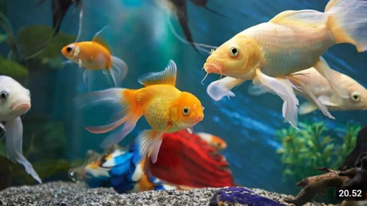 Pengen Akuarium Damai? Ini 10 Ikan Hias Air Tawar yang Cocok Hidup Bareng!