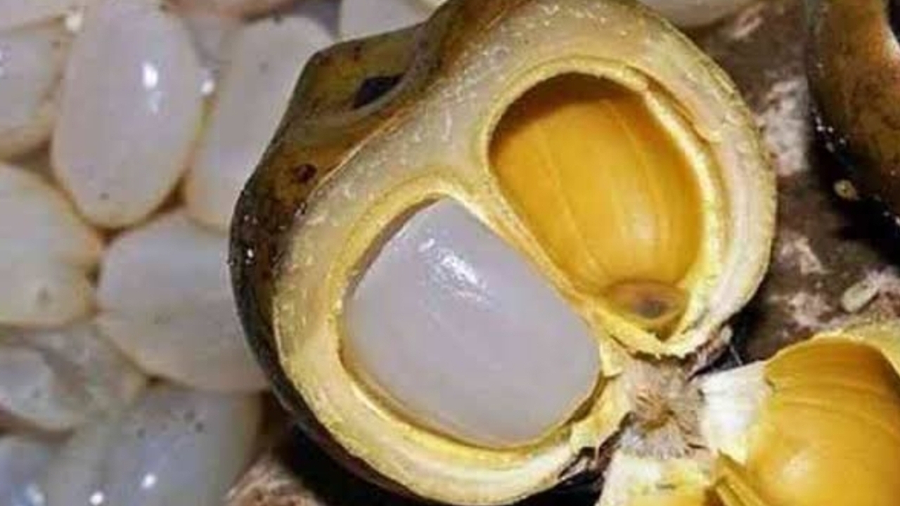 Jarang Diketahui! Ini Khasiat Kolang Kaling yang Bikin Tubuh Lebih Bugar Saat Ramadan