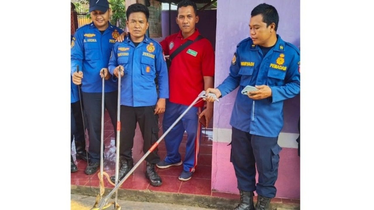Damkar Betung Gerak Cepat Evakuasi Ular Kobra di Permukiman Warga