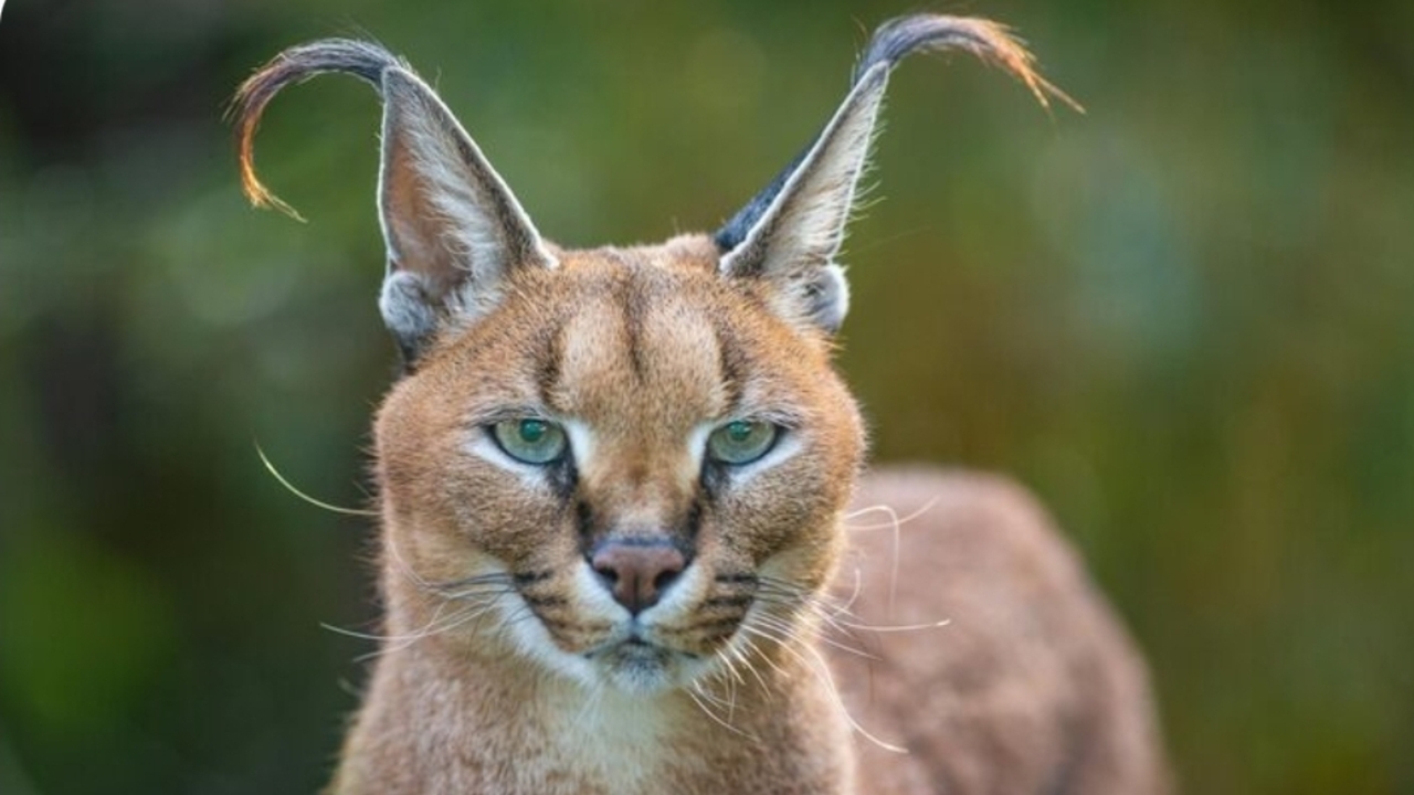 Caracal, Kucing Liar dengan 'Radar Hidup' di Telinganya