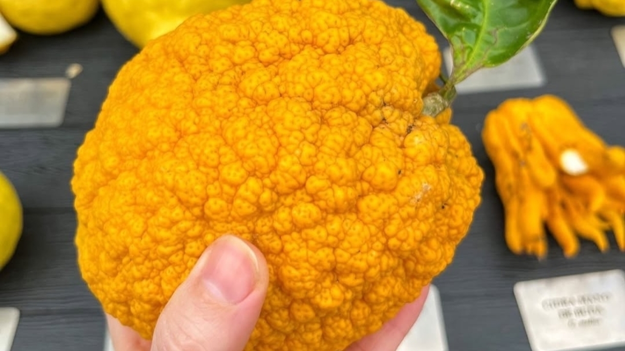 Bukan Jeruk Biasa! Ini 5 Varietas Cidra Paling Eksotis di Dunia