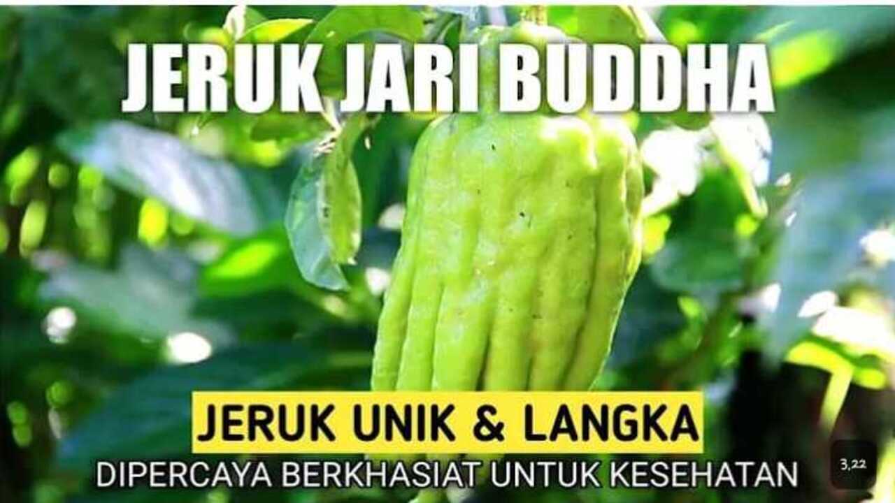 Unik Banget! Ini Dia Manfaat Jeruk Jari Budha untuk Kesehatan Kamu!