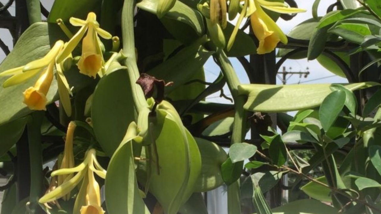 Harga Vanili Tembus Jutaan, Ini Fakta Menarik di Baliknya