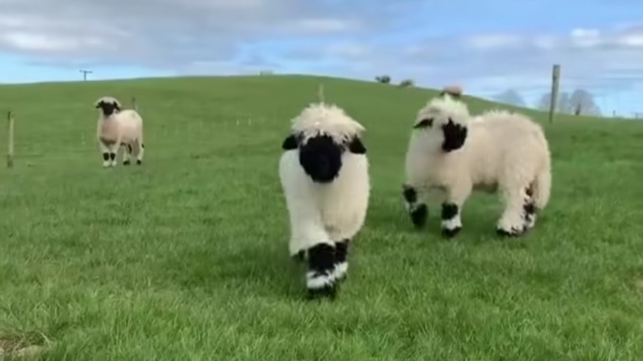 Valais Blacknose, Domba Terlucu di Dunia dengan Ketangguhan Pegunungan Alpen