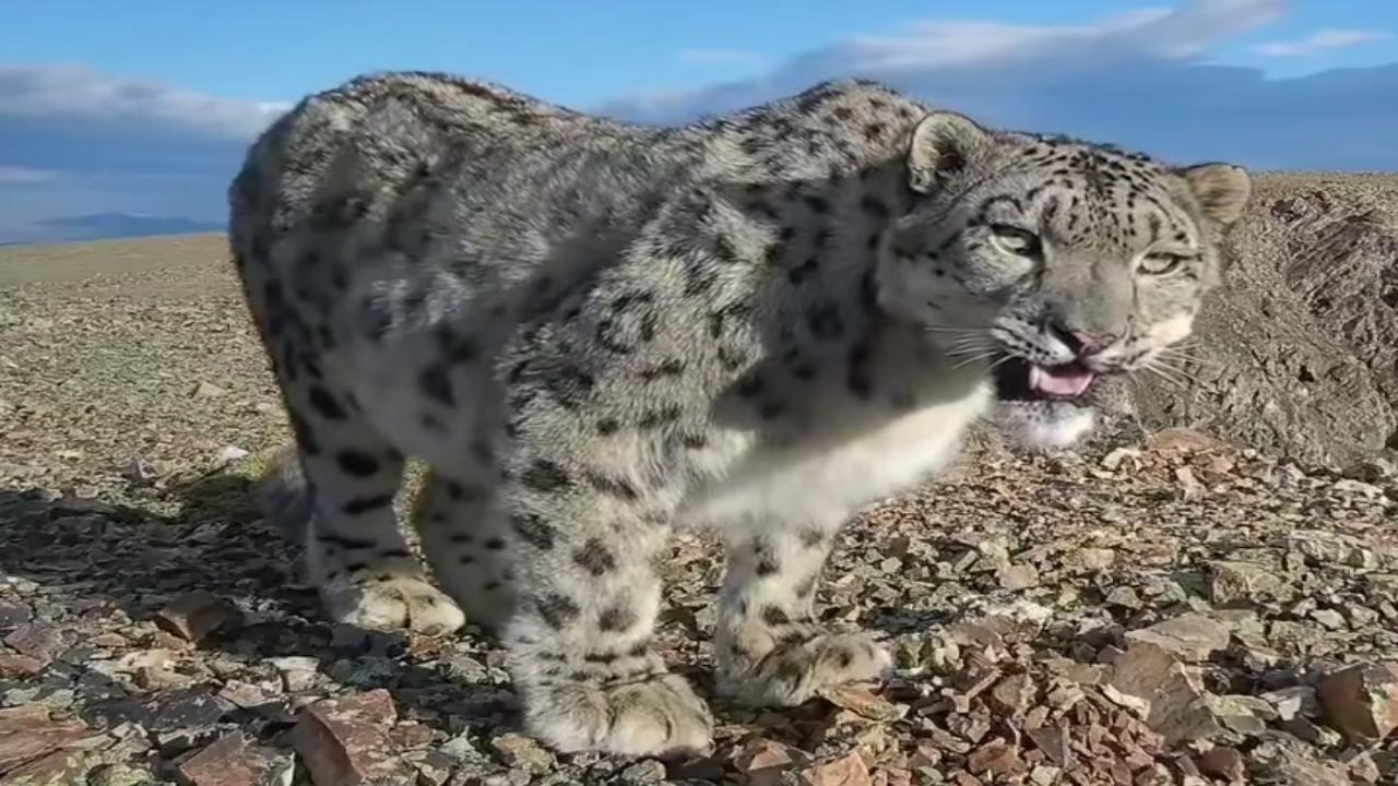 Snow Leopard, Hantu Pegunungan yang Menguasai Puncak Tertinggi Asia