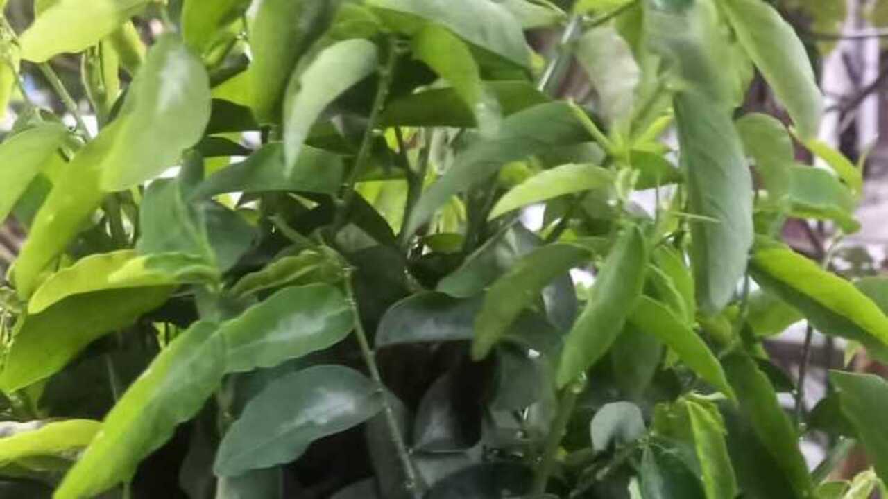 Manfaat Mengonsumsi Daun Katuk bagi Ibu Hamil, Kaya Nutrisi dan Baik untuk Janin