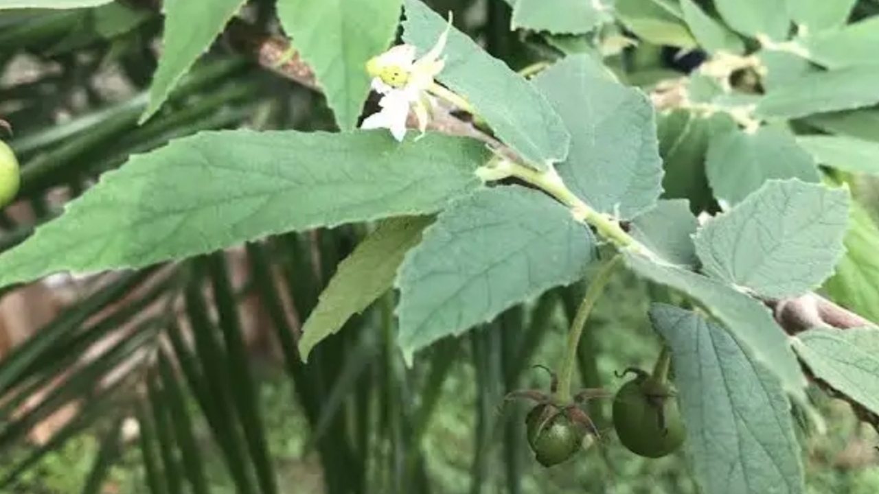 Daun Kersen untuk Gula Darah: Herbal Alami yang Jarang Diketahui
