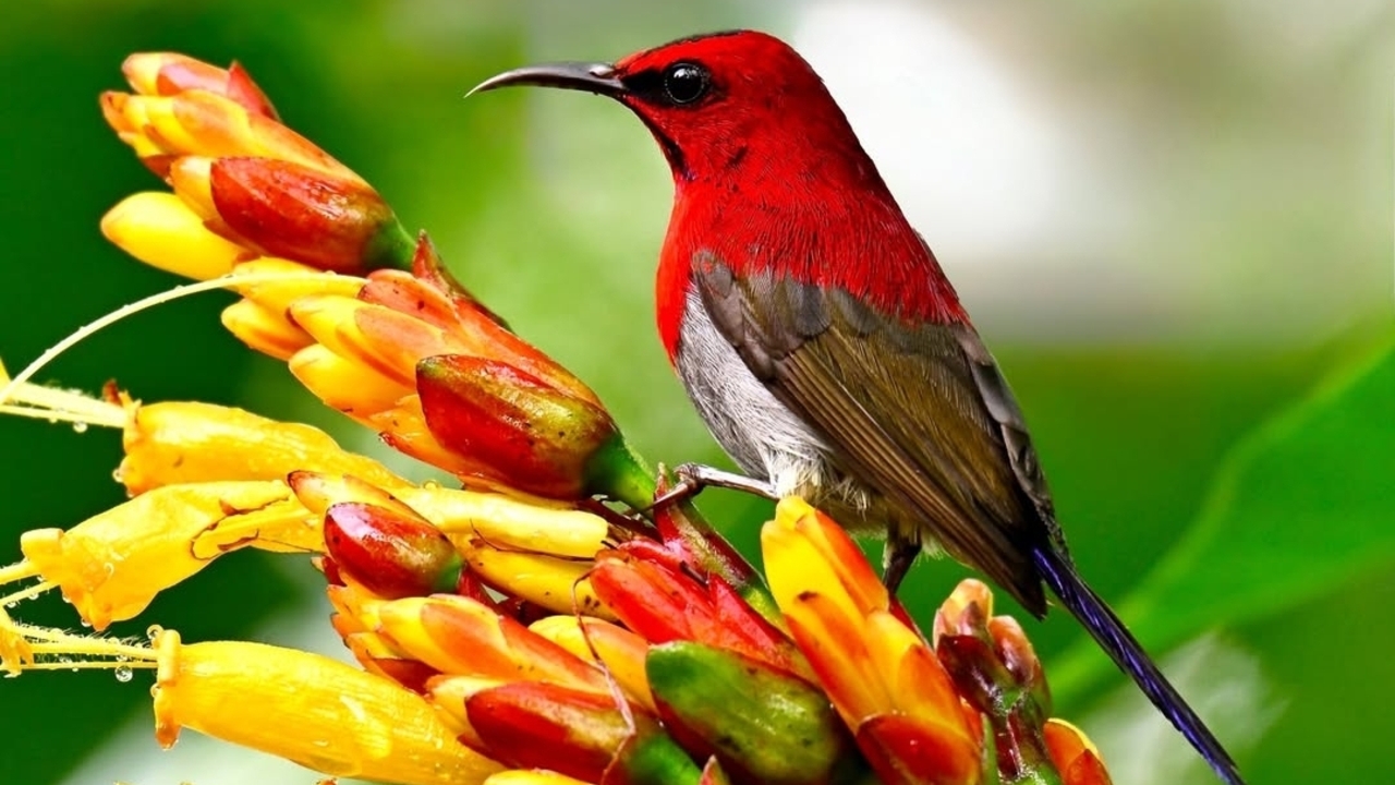 Keunikan Burung Madu Jawa, Si Kecil Lincah Pengisap Nektar