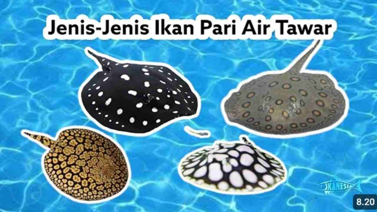 Mahal Tapi Dicari! Intip Jenis-Jenis Ikan Pari Air Tawar yang Jadi Buruan Kolektor