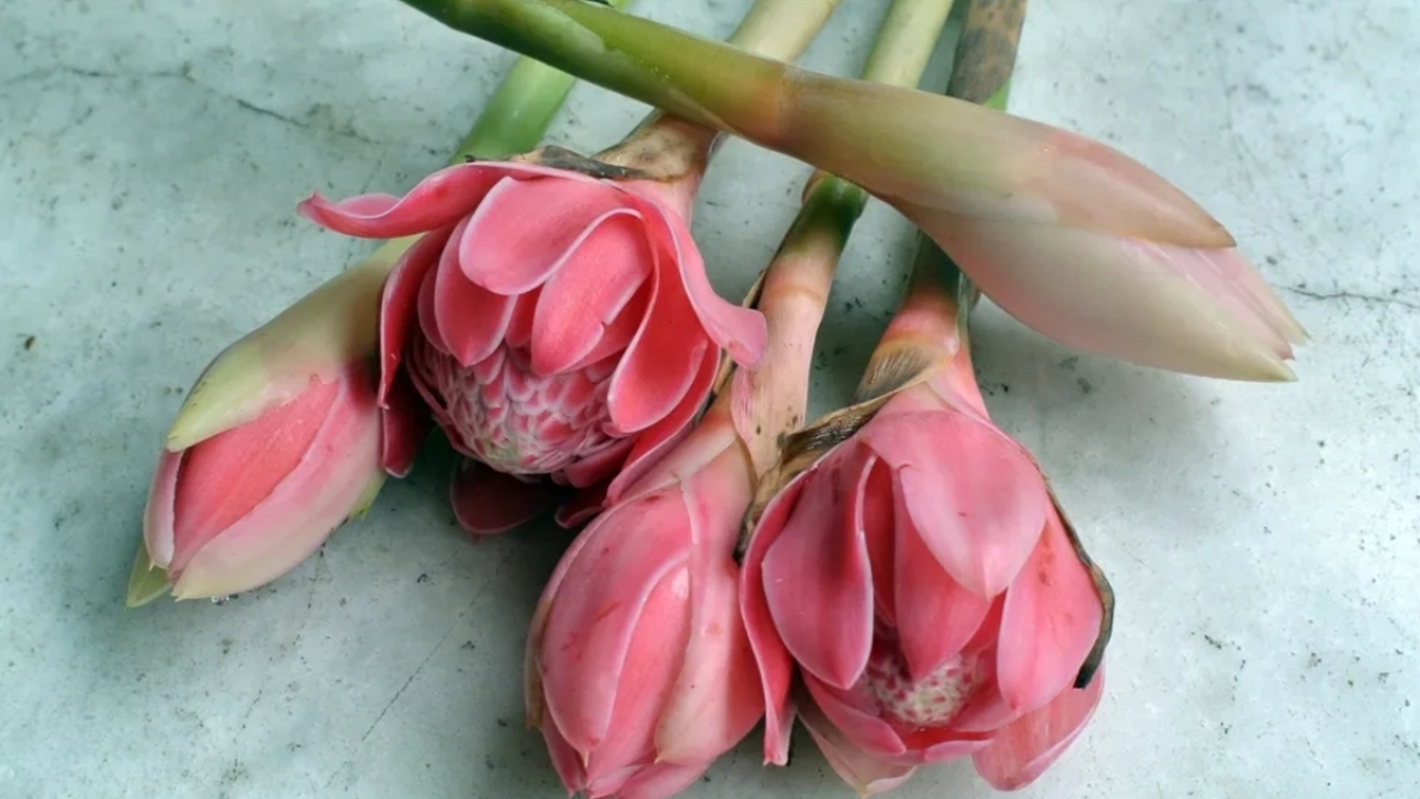 Radang Sendi Sering Kambuh? Coba Tambahkan Kecombrang ke Menu Harian