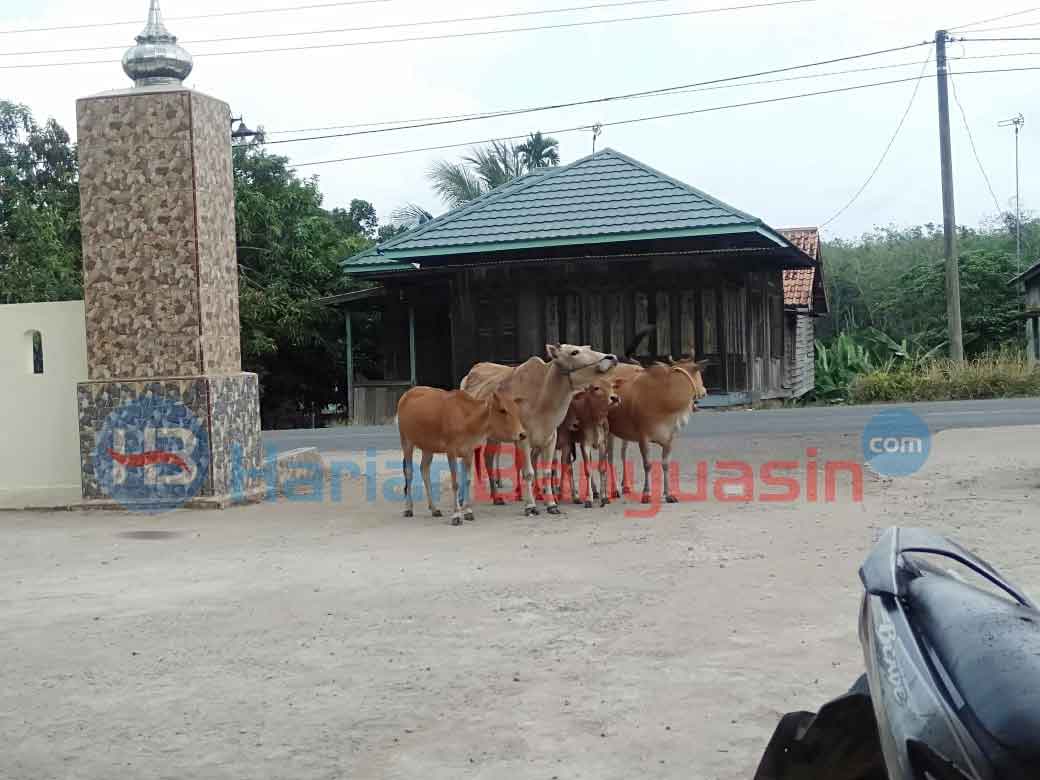 Pemilik Ternak Wajib Bayar hingga Rp 100 Ribu, Jika Terjaring Razia