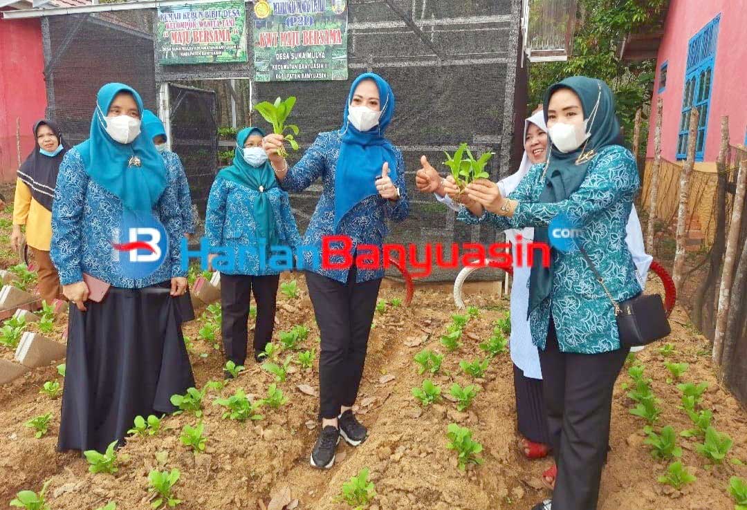 KWT Maju Bersama Desa Suka Mulya Produksi Sayuran Hijau