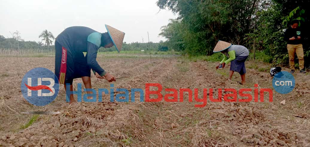 Berharap Untung Jelang Tahun Baru, Ini Yang Dilakukan Petani di Talang Buluh