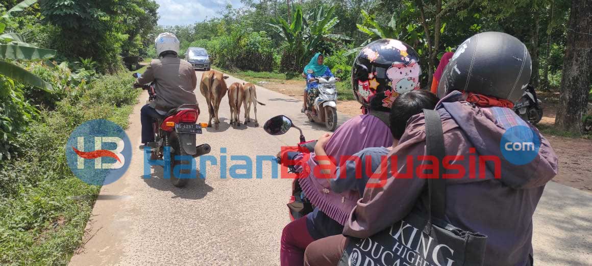 Trantib Diminta Tertibkan Sapi Liar