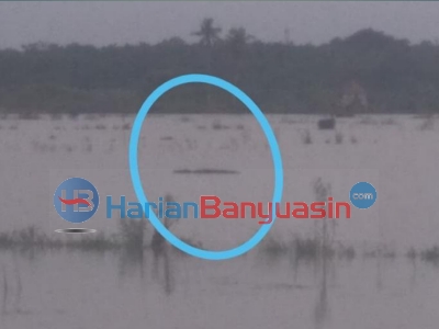 Tanggul Jebol, Buaya Berkeliaran di Persawahan Masyarakat Sako