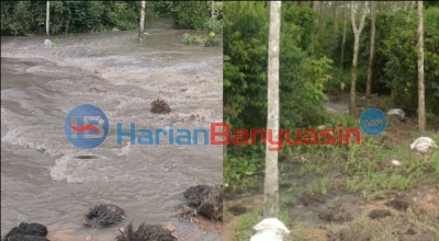 Limbah Perusahaan Cemari Perkebunan, Warga Lubuk Lancang Mengeluh Kesulitan Menyadap Karet