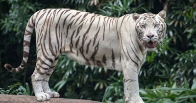 Terlihat Diperkebunan Desa Suka Mulya, Hewan Diduga Harimau Resahkan Masyarakat