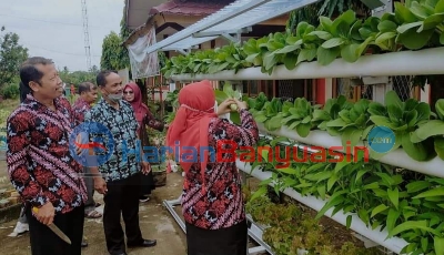 SMPN 2 Banyuasin III Panen Sayur Hidroponik