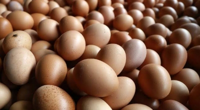 Harga Telur Meroket, Diperairan Tembus Rp 30.000/Kg