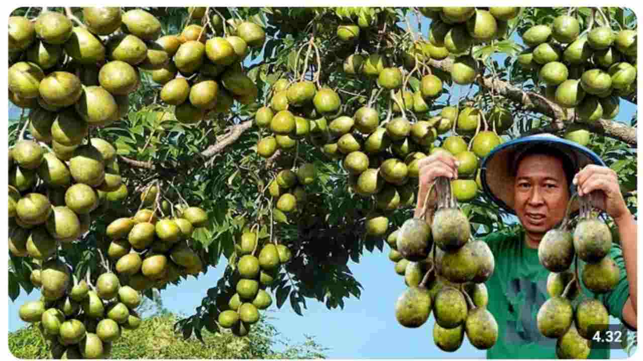 Raup Untung Berlipat! Pertanian Modern Kedondong Jumbo Siap Mengubah Nasib Petani!