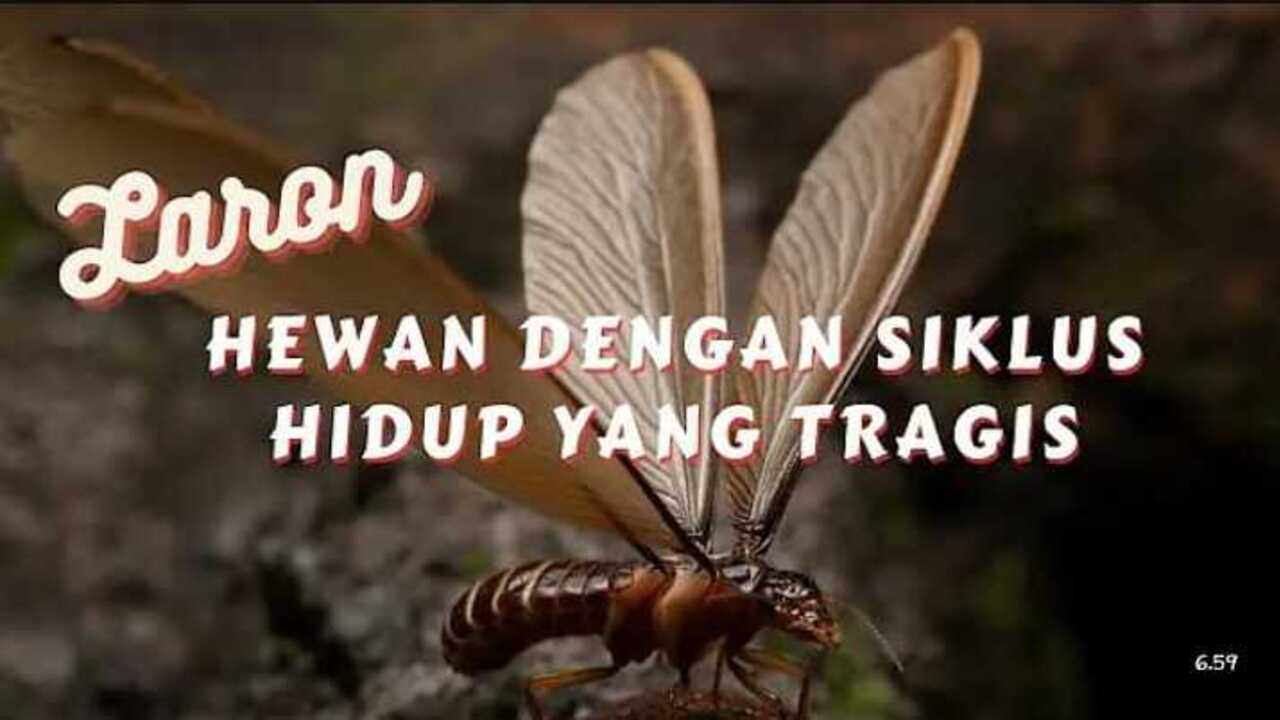 Fakta Menarik dan Tragis Tentang Laron, Serangga yang Hidupnya Singkat