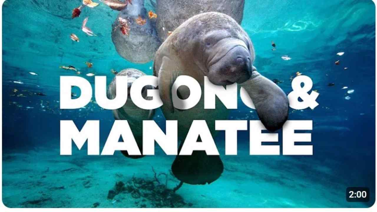 Manatee atau Dugong? Intip Dunia Sirenian dan Temukan Bedanya!