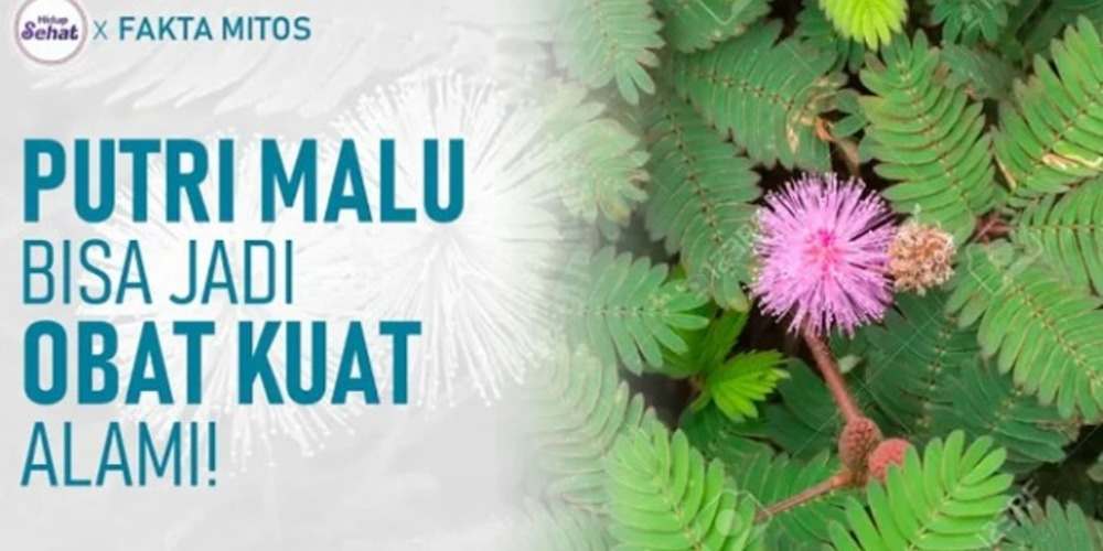 Keajaiban Putri Malu, Tanaman dengan Beragam Manfaat Kesehatan dan Lingkungan