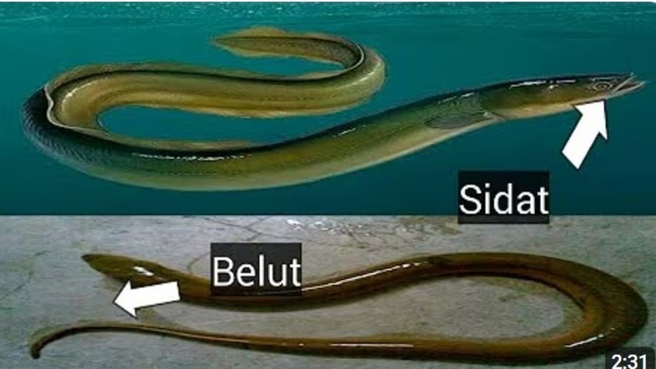 Ikan Sidat dan Belut: Sekilas Mirip, Ternyata Sangat Berbeda