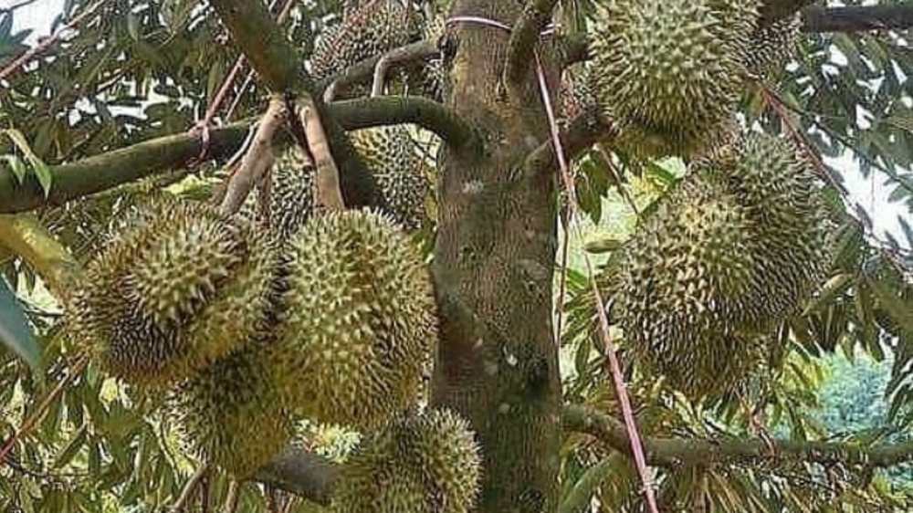 Para Petani Wajib Tahu! Budidaya 8 Jenis Durian yang Menguntungkan