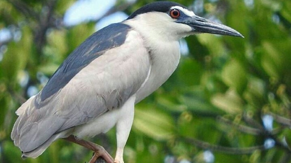 Saingan Burung Hantu Nih ! Mengenal Burung Kowak Malam Abu yang Gemar Berburu Pada Malam Hari