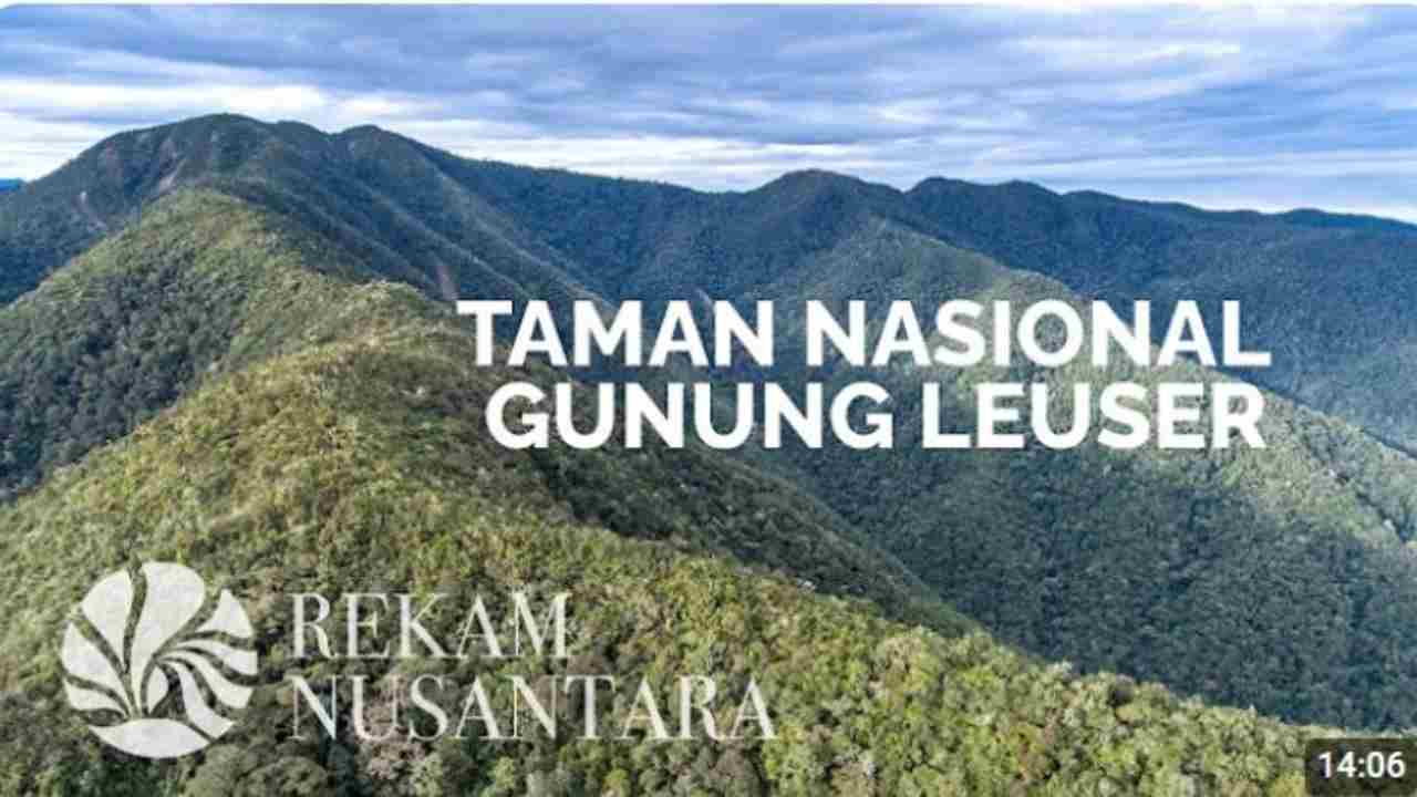 Menyelami Keajaiban Alam Taman Nasional Gunung Leuser, Hutan Hujan yang Penuh Misteri!