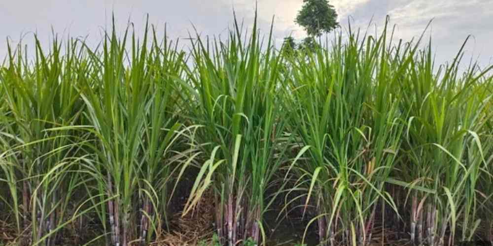 Pentingnya Pemberian Pupuk pada Tanaman Tebu: Kunci Peningkatan Produksi Gula Nasional