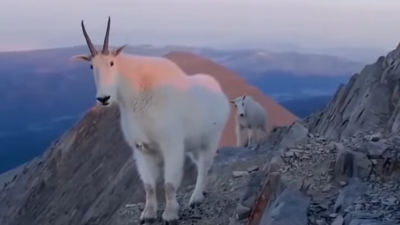 Jangan Kaget! Hewan Ini Bisa Berdiri Santai di Tebing Nyaris Vertikal