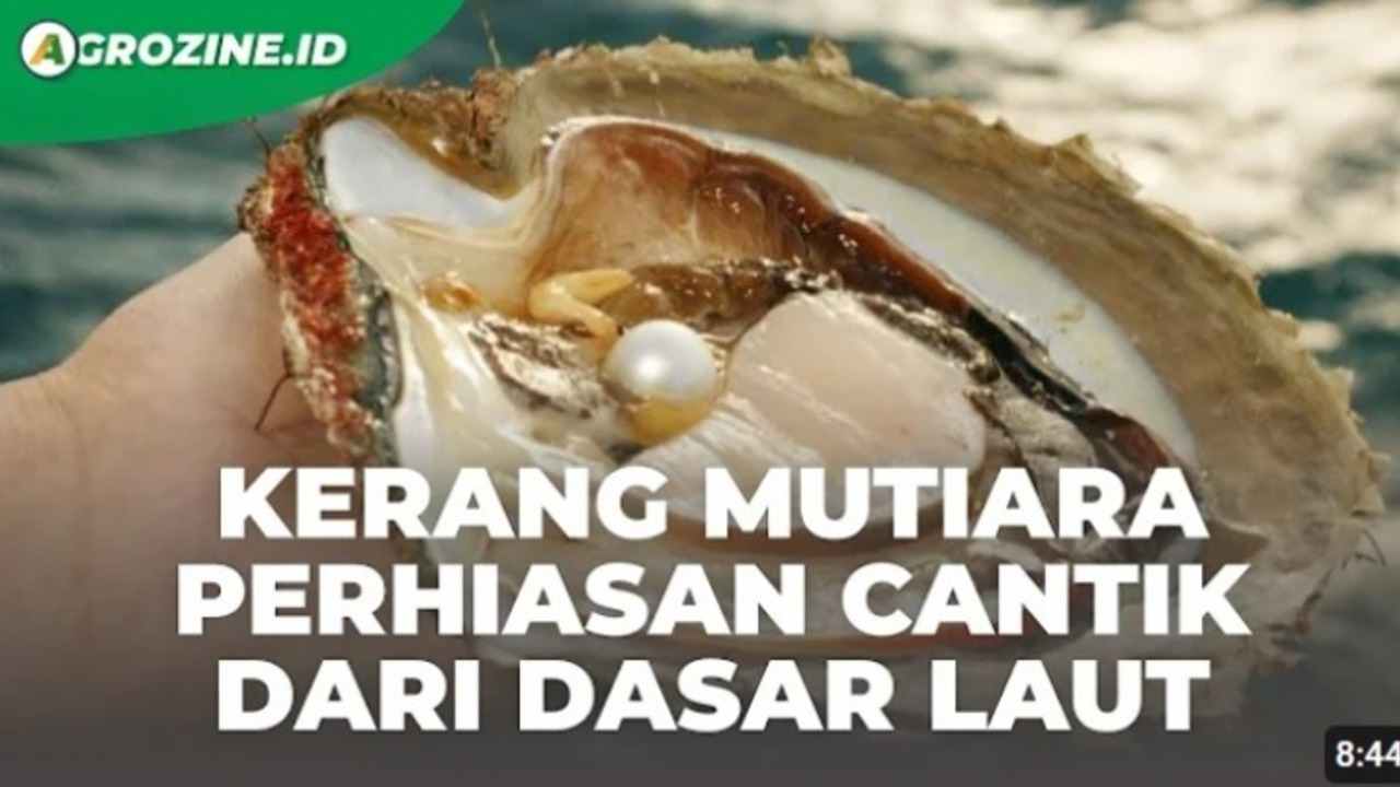 Mengenal Kerang Mutiara, Tips Budidaya Kekinian dan Hasil Panen Berharga!