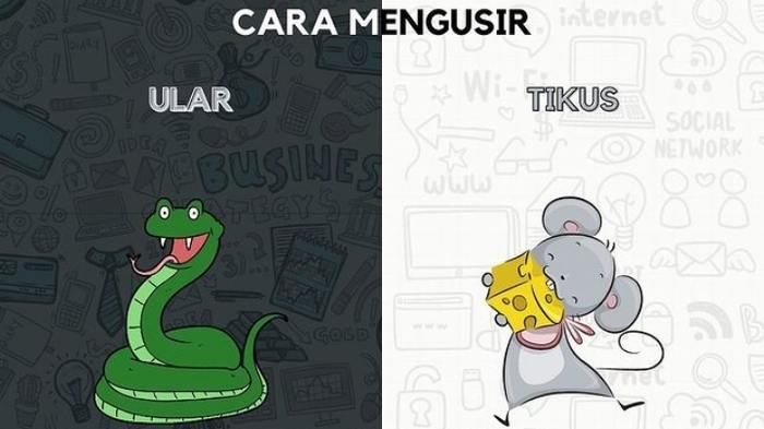 Cara Ampuh Mengusir 10 Hewan Pengganggu Ini dari Rumah